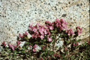 alpine laurel, swamp laurel (Kalmia microphylla)
